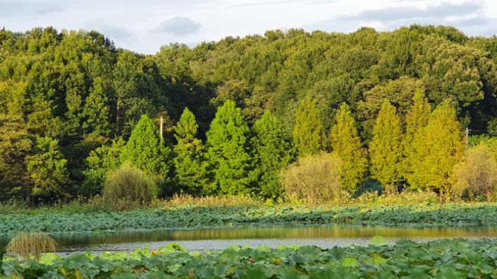 오송제 2. 김윤희 해설사 제공