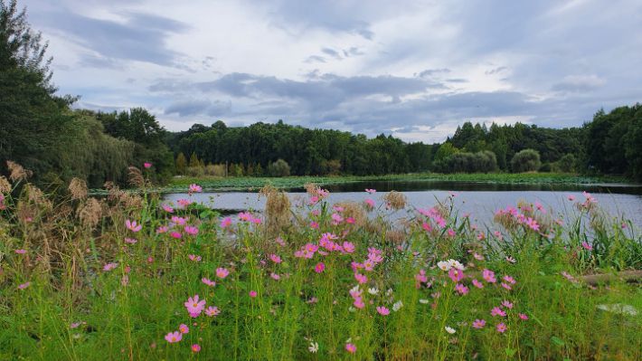오송제에 비치는 가을 풍경. 김윤희 해설사 제공