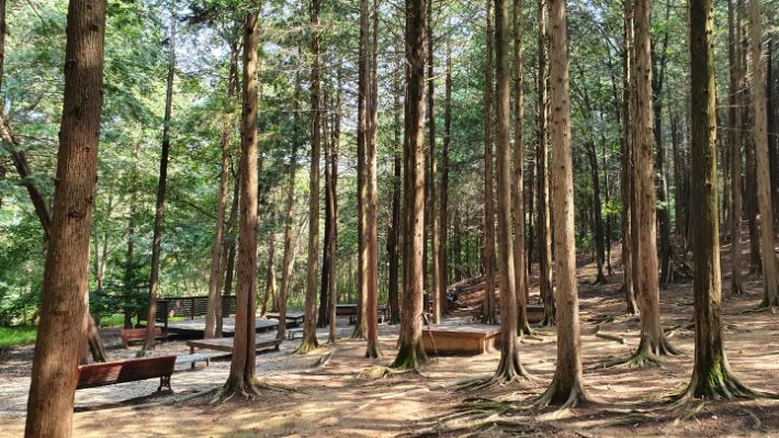편백숲. 김윤희 해설사 제공