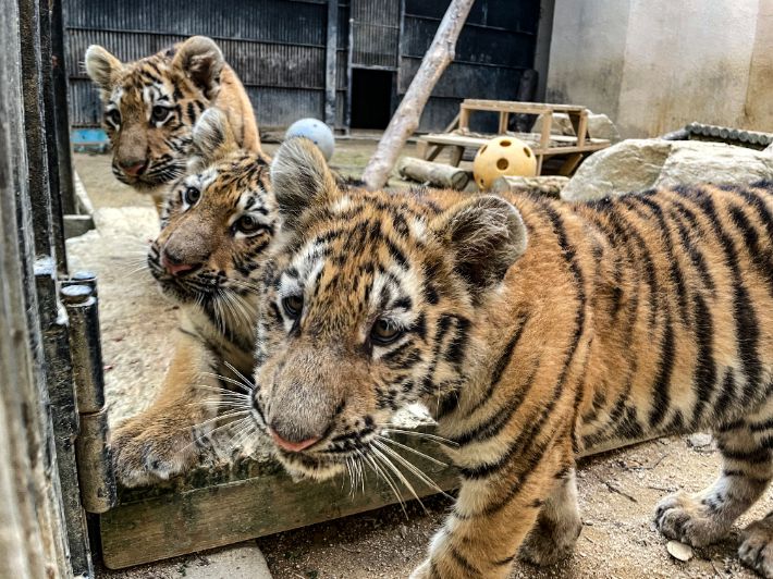 시베리아 아기호랑이 해랑·파랑·사랑. 서울대공원 제공