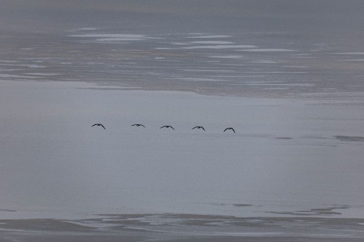 북한이 17일 한미연합훈련이 발표대로 진행된다면 "전례 없는 강력한 대응에 직면하게 될 것"이라고 위협했다. 사진은 16일 임진강에서 남북을 가르며 날고 있는 물새들. 연합뉴스