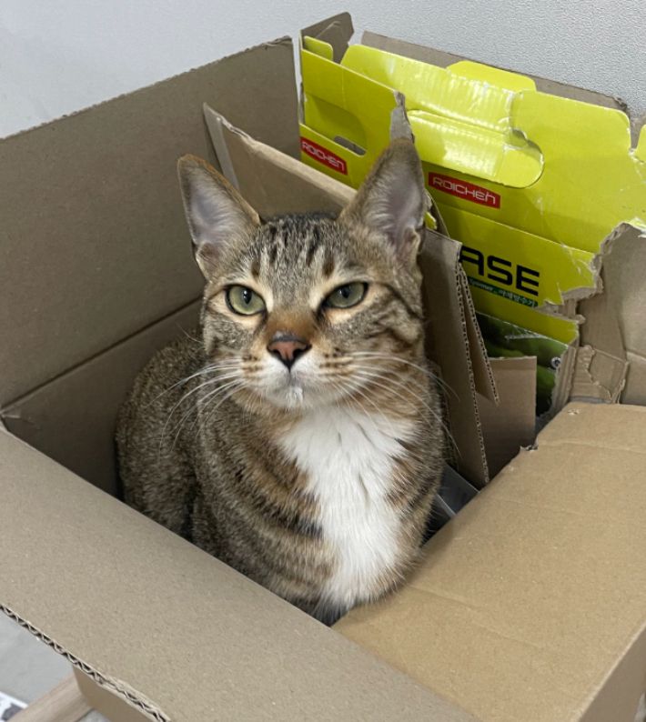 A씨의 반려묘. SNS 캡처