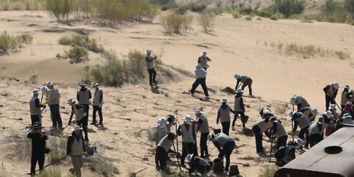 네이멍구 사막에서의 식목행사. 연합뉴스