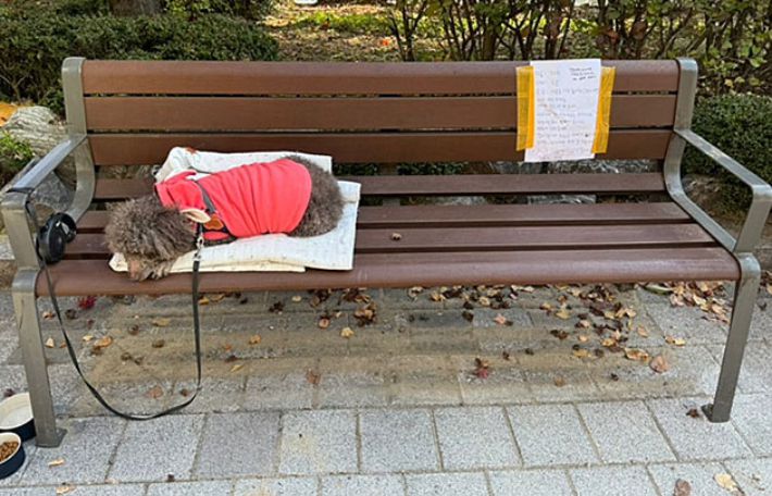 네이버 카페 '고양이라서 다행이야' 캡처