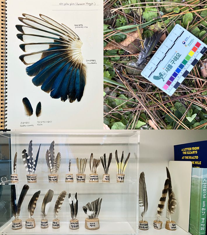 황벼리 작가의 취미이자 최대 관심사 중 하나는 새 연구다. 시간 날 때마다 탐조를 떠나거나 깃털을 모아 순서대로 날개를 완성해 조류의 특징을 기록한다. 한 때 만화가의 길을 뒤로하고 조류 생태 활동가에 지원하기도 했다. 황벼리 작가 제공