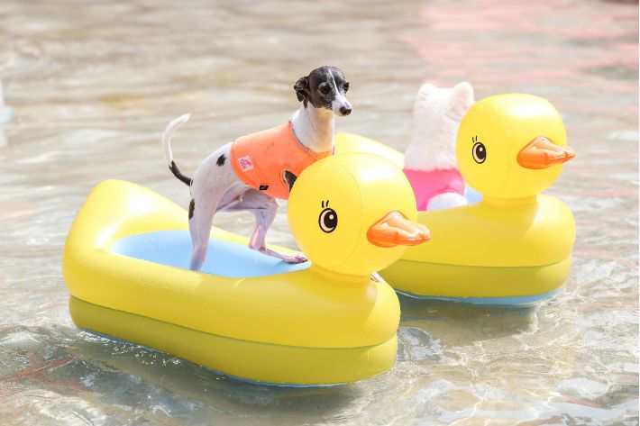 롯데워터파크 제공