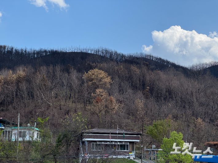 도로리 마을회관 뒤 불타버린 산의 모습. 김조휘 기자