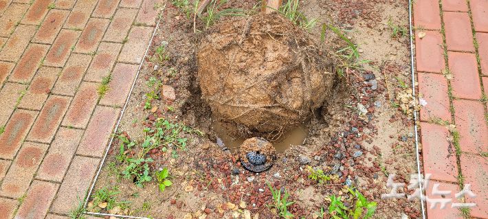 뿌리가 있던 곳에는 빗물이 고여 있다. 박창주 기자