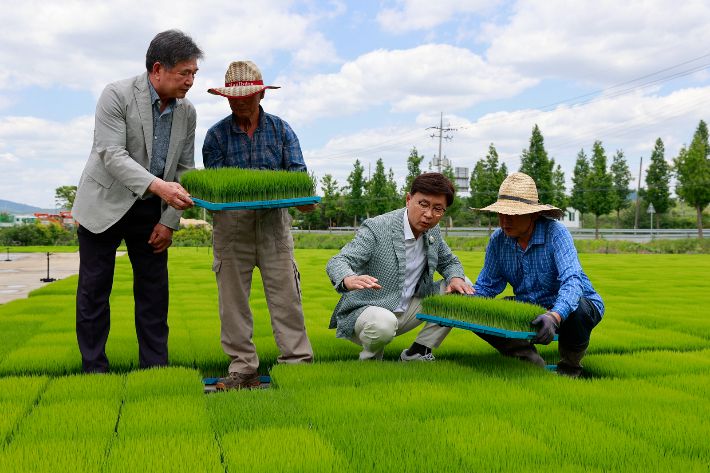김철우 군수가 농민들과 함께 모판을 보고 있다.  보성군 제공