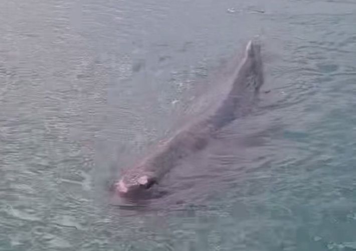 지난 13일 부산 연화리 대변항에 나타난 새끼 향고래. 울산해양경찰서 제공