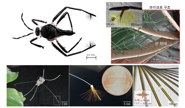 위는 라고벨리아 생물 사진 및 팬의 마이크로 구조 전자 현미경 사진. 납작한 끈 모양의 마이크로 구조는 생물의 거동에 필수적인 기능을 부여한다. 아래는 라고벨리아를 모사한 로봇과 유사한 납작한 끈 모양 인공 팬 사진. 생물의 민첩한 거동을 구현할 수 있는 로봇이다. 아주대 고제성 교수 제공
