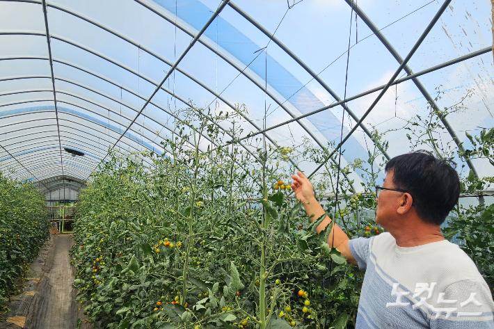 춘천의 한 토마토 농장에서 폭염으로 말라 비틀어진 열매를 만지는 농장 주인의 모습. 구본호 기자