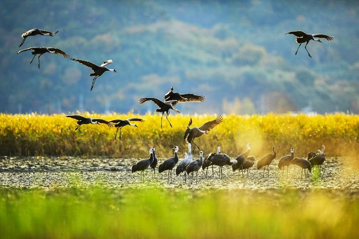순천만습지를 찾는 흑두루미들. 순천시 제공