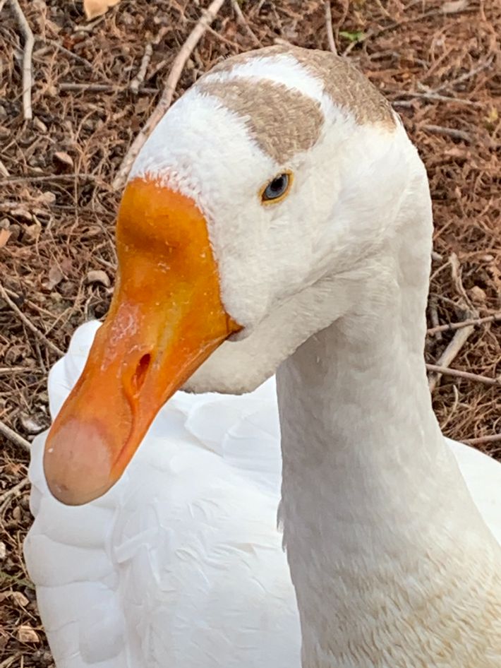 조중의 포항대학교 초빙교수·전직 언론인 제공