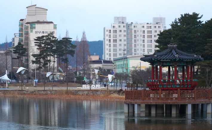 울진 연호공원에서 겨울 철새 고니가 힘차게 날아오르고 있다. 울진군 제공