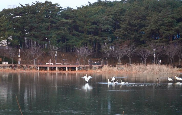 울진 연호공원에서 겨울 철새 고니가 힘차게 날아오르고 있다. 울진군 제공