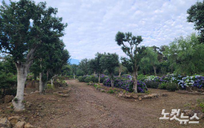 2023년 7월 취재진이 살펴본 서귀포시 유명 관광지의 임야 훼손 현장. 이창준 기자