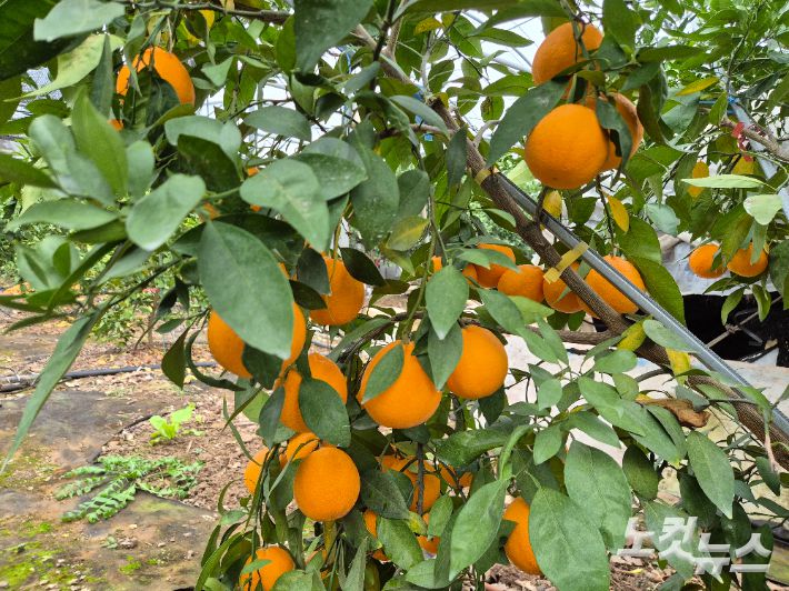 만감류 신품종 '가을향'. 박정섭 기자