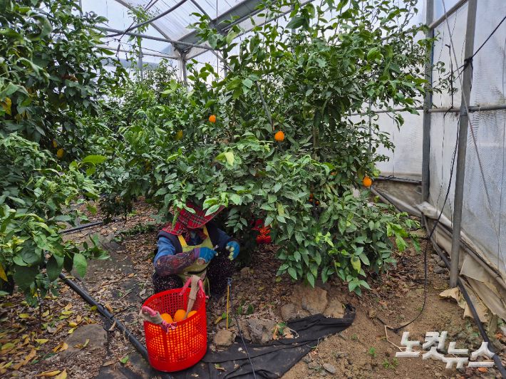 가을향 수확 현장. 박정섭 기자