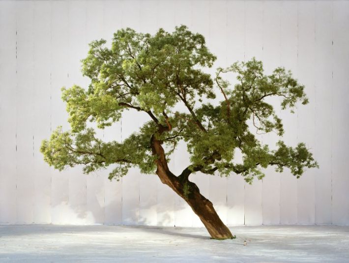 이명호 작가 촬영 덕수궁 선원전 터 회화나무