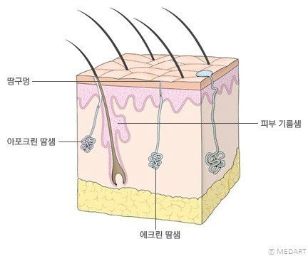 땀샘(sweat gland)의 구조. 출처=네이버 건강백과