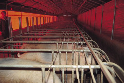 좁은 사육 환경에서 키워지는 가축들.