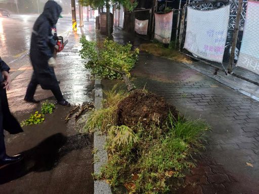 26일 오후 7시쯤 광주 서구 매월동 한 도로에서 가로수가 쓰러져있다. 광주는 제8호 태풍' 바비'의 북상으로 거센 비바람이 불고 있다. 뉴스1