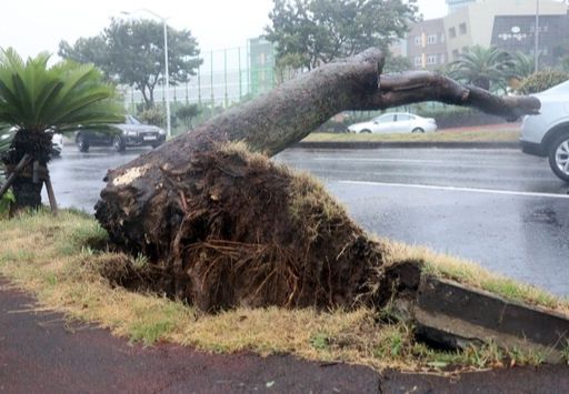 가로수 뽑히고… 제8호 태풍 ‘바비’의 영향으로 제주에서 강풍 피해가 속출하고 있는 가운데 26일 제주시 이도2동의 한 도로에 가로수가 뽑혀 도로에 쓰러져 있다. 제주=뉴스1