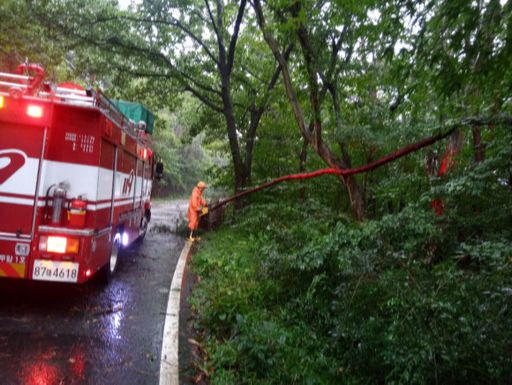 제8호 태풍 바비가 북상하면서 26일 오후 광주 북구 한 도로에서 나무가 강풍에 쓰러져 소방대원들이 안전 조치를 하고 있다. 연합뉴스