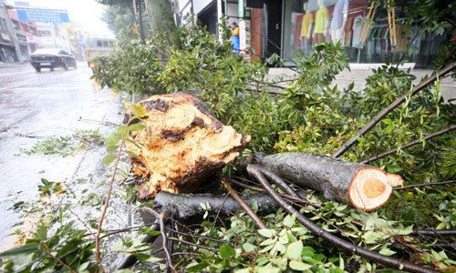 제8호 태풍 ‘바비’가 제주도를 강타한 26일 오전 제주시 연동의 한 거리에 가로수가 쓰러져 있다. 제주=연합뉴스