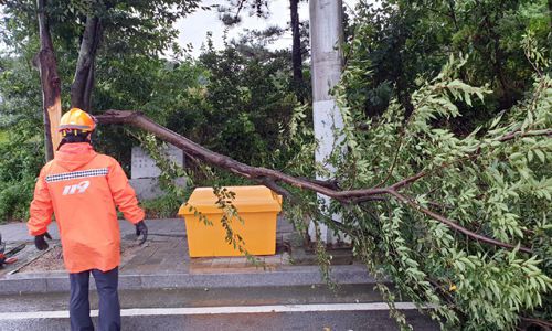 지난 26일 오후 전남 영암군 삼호읍 한 도로 주변 가로수가 제8호 태풍 ‘바비’가 몰고온 강풍으로 쓰러져 소방당국이 안전 조치를 벌였다. 전남소방본부 제공