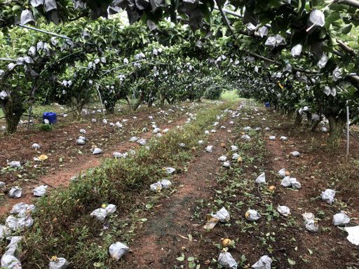 태풍 '바비'가 지나간 27일 전남 신안군 압해읍 복룡리 과수원에 태풍의 강한 바람으로 배들이 떨어져 있다. 연합뉴스