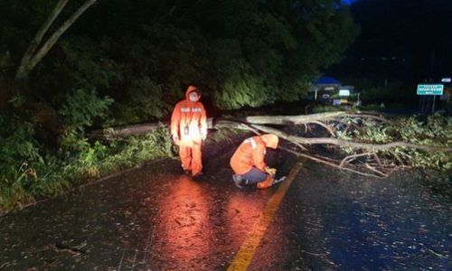 3일 칠곡군 왜관읍의 가로수가 차도로 쓰려져 소방대원이 안전조치를 하고 있다. 경북소방본부 제공