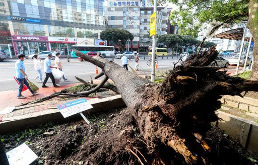 제9호 태풍 '마이삭(MAYSAK)'이 제주 동쪽 해상을 지나며 큰 피해를 남긴 가운데 3일 오전 제주시 연동 한라병원 내 나무가 강풍을 맞아 뿌리채 뽑혀 있다. 뉴시스