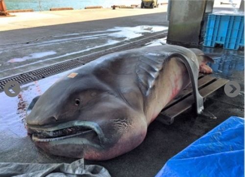 지난 2016년 4월 15일 일본 혼슈 미에현 오와세 항구에서 약 5km 떨어진 해역에서 몸길이 약 5m, 몸무게 약 1톤의 메가마우스 상어가 한 어부 그물에 잡혔다. SNS캡처
