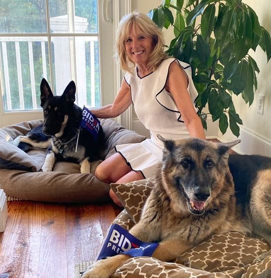 질 바이든 여사와 반려견 메이저(왼쪽)과 챔프(오른쪽). 사진 트위터 캡처