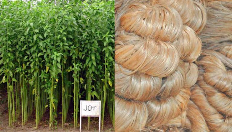 황마(Jute) 섬유. 출처=paperpulpingmachine.com