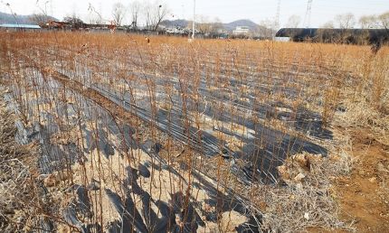 3기 신도시로 선정되기 전 LH 직원이 사전 매입한 것으로 의심되는 경기 시흥시 과림동 한 농지에 묘목이 빽빽이 심겨 있다. 연합뉴스