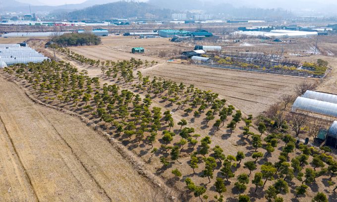 고양 창릉지구에 심어진 나무들 한국토지주택공사(LH) 직원들의 광명·시흥지구 투기 의혹이 확산하면서 경기 고양 창릉지구 등 다른 3기 신도시로 그 여파가 번지고 있다. 사진은 10일 경기 고양시 고양창릉 공공주택지구 일대에 수목이 빽빽하게 심겨져 있는 모습. 고양=하상윤 기자