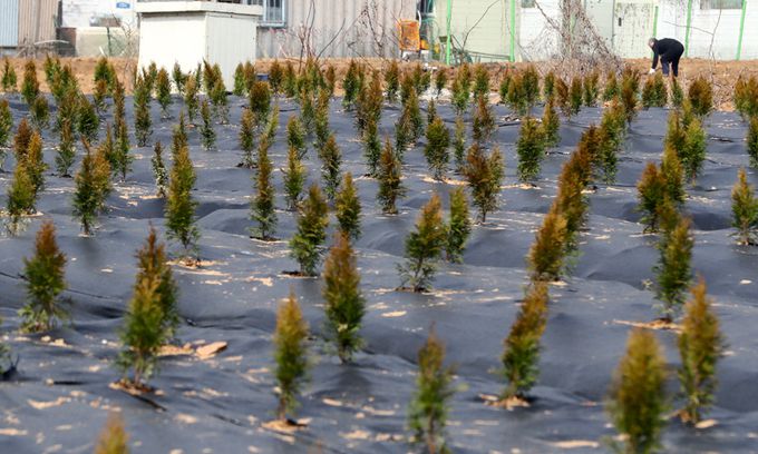 지난 11일 LH직원들이 사들인 뒤 묘목을 심어 놓은 경기도 시흥시 과림동 소재 농지의 모습. 뉴스1