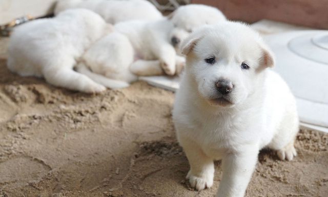 문재인 대통령은 3일 SNS를 통해 북한에서 온 풍산개 ‘곰이’와 원래 데리고 있던 풍산개 ‘마루’가 낳은 새끼들을 공개 했다. 청와대 제공