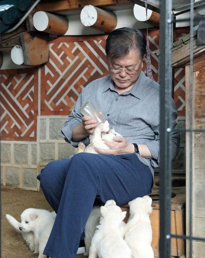 문재인 대통령은 3일 SNS를 통해 북한에서 온 풍산개 ‘곰이’와 원래 데리고 있던 풍산개 ‘마루’가 낳은 새끼들을 공개 했다. 청와대 제공