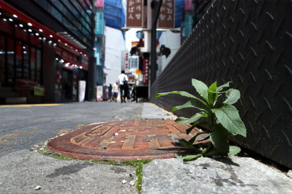 수도권 전체에 '사회적 거리두기' 4단계가 적용된 가운데 14일 서울 중구 명동에서 문 닫은 상점에 발길이 끊기면서 잡초가 자라고 있다. 연합뉴스
