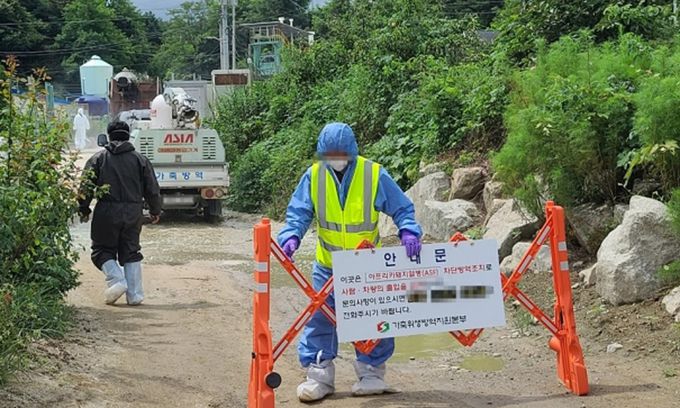 지난 8일 아프리카돼지열병(ASF)이 발생한 강원 고성군의 한 양돈농장에서 방역요원들이 분주히 움직이고 있는 모습. 연합뉴스