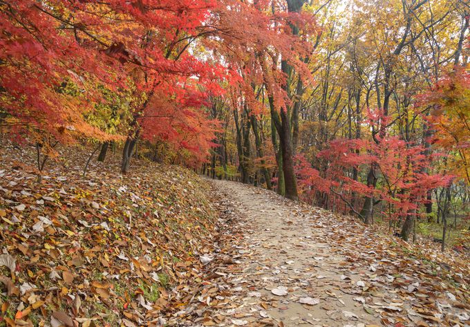 2009년 유네스코 세계문화유산으로 등재된 경기도 김포시 장릉 인근 숲. 게티이미지뱅크