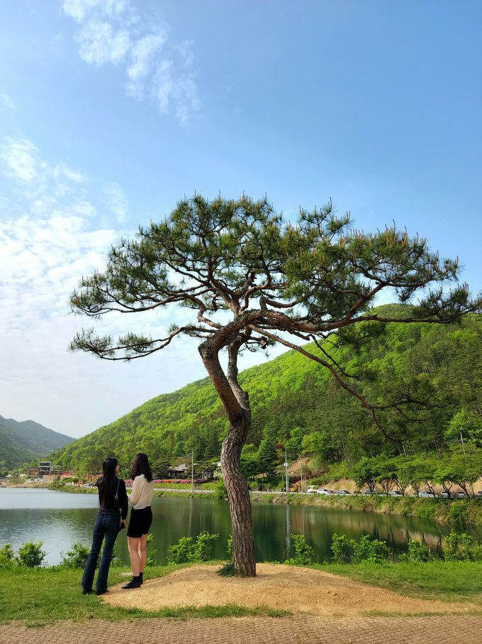 오성 소양제 'BTS 소나무'