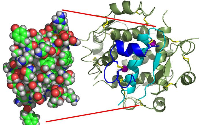 인슐린 구조. 출처=위키피디아(https://en.wikipedia.org/)