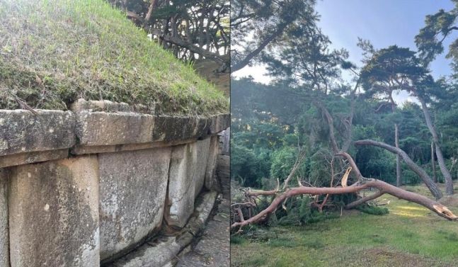 갑석이 훼손되고 소나무가 쓰러진 원성왕릉의 모습. 문화재청 제공