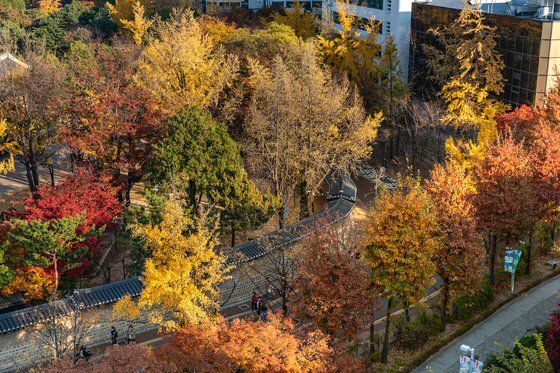덕수궁 돌담길과 단풍 모습. 서울관광재단 제공