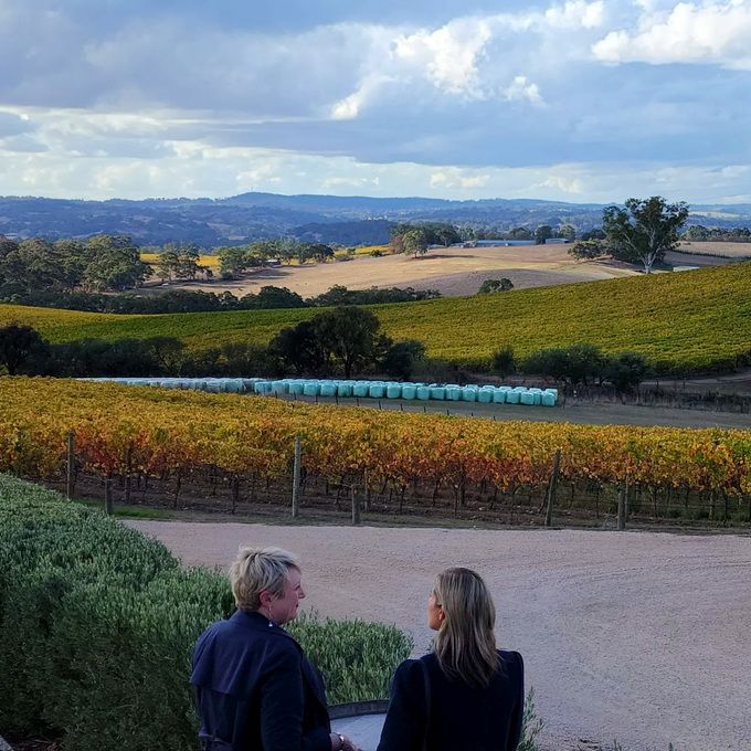 호주 애들레이드 힐 포도밭.